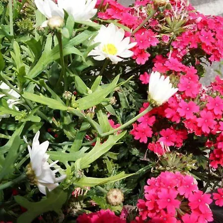 Apartpension Schollberg 3*