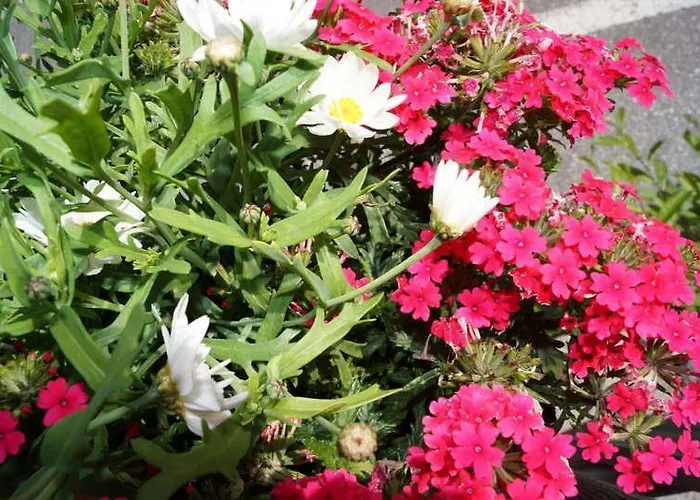 Apartpension Schollberg 3*